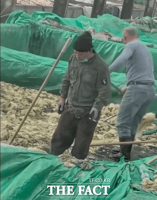 중국 랴오닝성의 한 절임배추 공장에서 한 남성이 담배를 피우며 작업을 하다 침을 뱉는 영상이 퍼지며 공분을 사고 있다. /SNS 갈무리