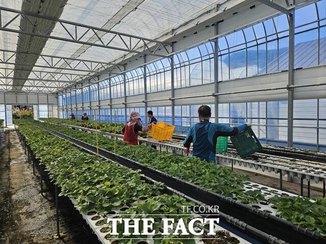 하동군이 딸기 농가의 안정적인 딸기 생산을 위해 보식용 딸기묘를 공급했다. /하동군