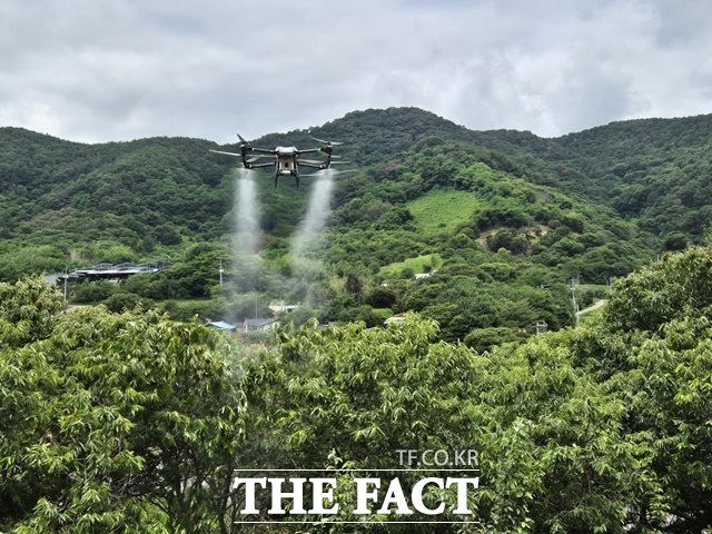 밤나무 드론 방제 모습. /하동군