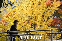  노랗게 물든 은행나무 '성큼 다가온 가을' [포토]