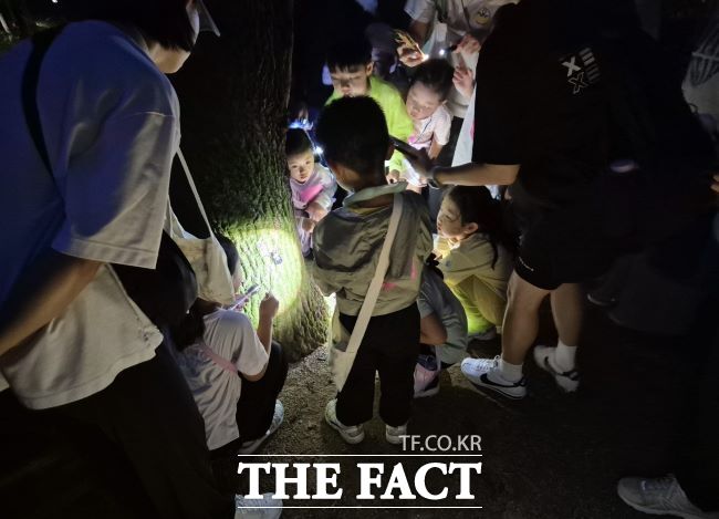 ‘여름밤 숲산책과 밤 곤충을 만나는 시간’ 프로그램 진행 모습. /안양시