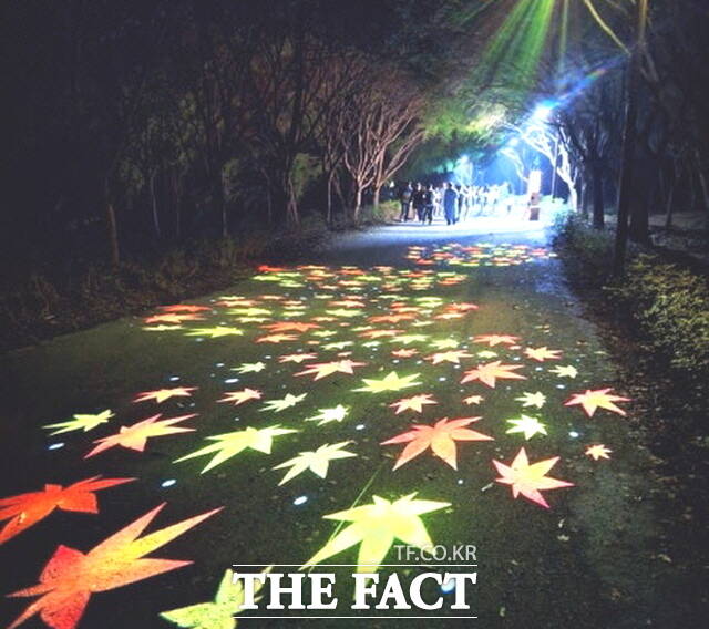은행나무숲길은 가을빛으로 물든 단풍 조명이 바닥을 수놓고 있다. /정효기 기자