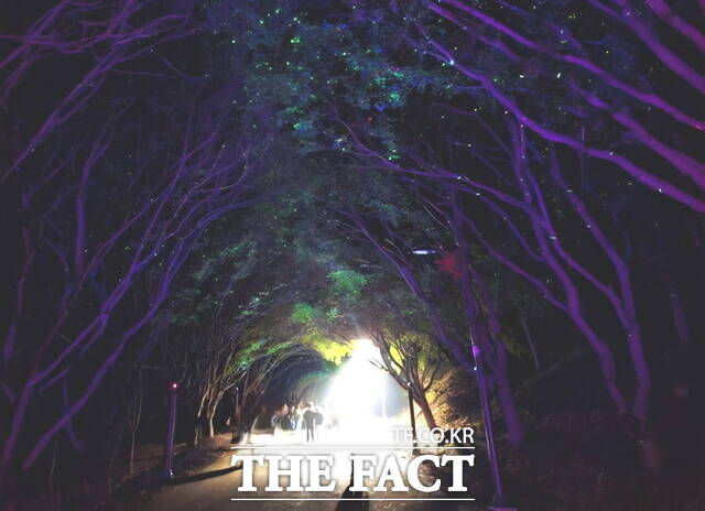 독립기념관 단풍나무숲길의 나무터널이 가을 밤 빛을 따라 걷는 사람들의 모습이 환상적인 분위기를 자아내고 있다. /정효기 기자