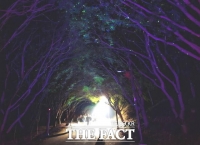  가을밤의 숲길에서 만난 빛…독립기념관 단풍나무숲길 야경