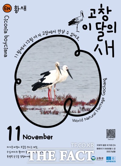 고창군이 11월 고창갯벌 이달의 새로 멸종위기 철새인 황새를 선정하고, 희귀 철새 보호와 갯벌 생태계 보전의 중요성을 알리는 캠페인을 이어간다. 황새는 멸종위기 야생동물 1급이자 천연기념물 199호로 지정된 국제적 보호종이다. /고창군