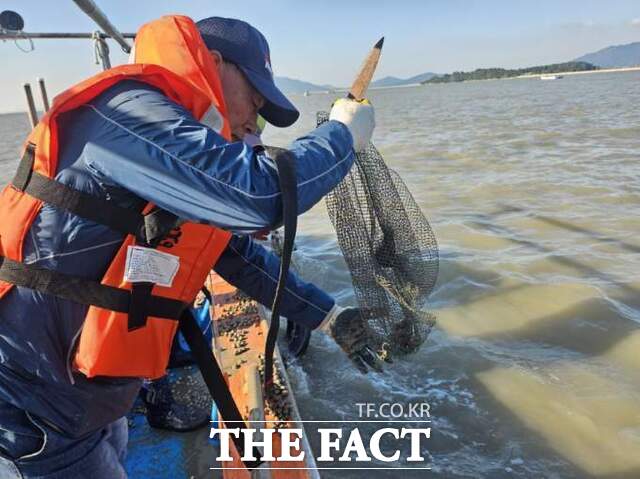 영광군이 염산면 칠산해역 일원에 어린 참꼬막 종자를 방류하고 있다./영광군