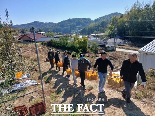 금산군의회가 가을 수확철 일손이 부족한 제원면 과수 농가를 찾아 딴 사과를 운반하고 있다. /금산군의회