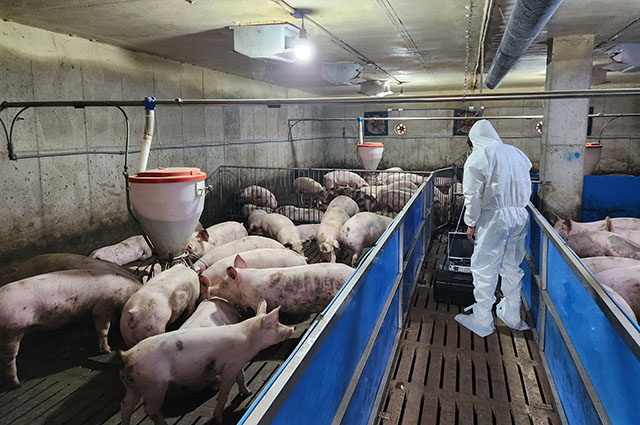 감귤 부산물로 만든 악취 저감제를 양돈농가에서 사용해 보고 있다./농진청