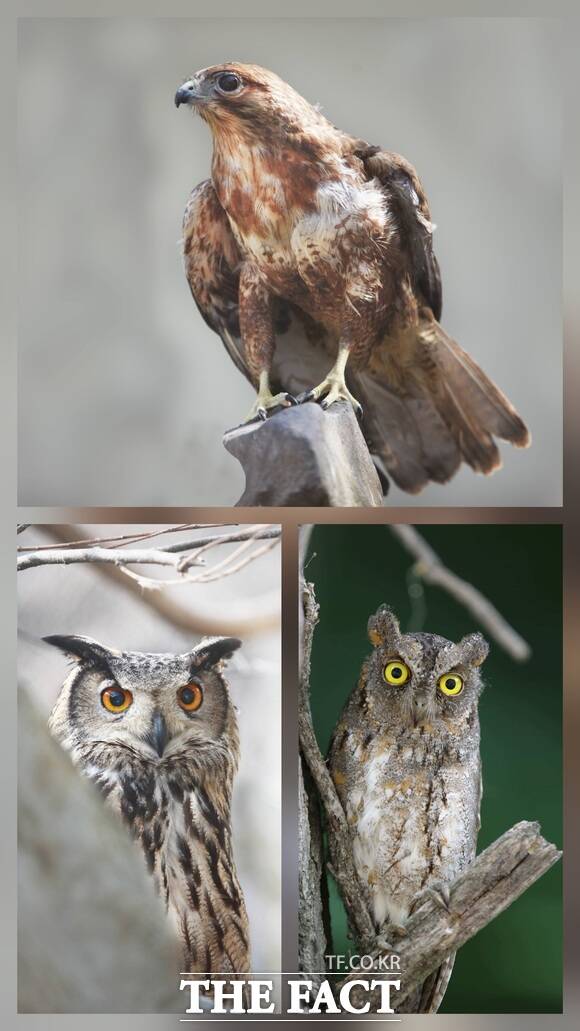 당진시가 구조해 치료 후 자연으로 돌려보낸 천연기념물 황조롱이·소쩍새·수리부엉이(사진 위부터 시계방향 순). /당진시