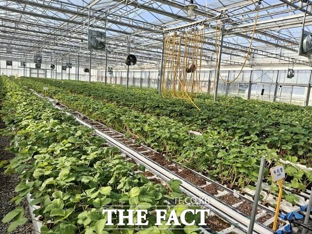 딸기 무병묘. /충남도