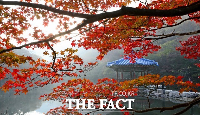 정읍시는 절반가량 물든 내장산 단풍이 다음 주 중에 절정에 이를 것으로 예상된다고 7일 밝혔다. /정읍시