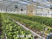  충남농기원, 딸기 무병묘 3만 7500주 유상 보급