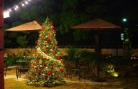  스타벅스, 전국 13개 매장 '크리스마스 트리' 공개…연말 분위기 선사