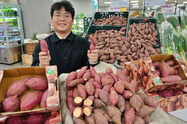 롯데마트가 호풍미 고구마(1.5kg/박스)를 오는 13일부터 19일까지 5990원에 판매한다. /롯데마트