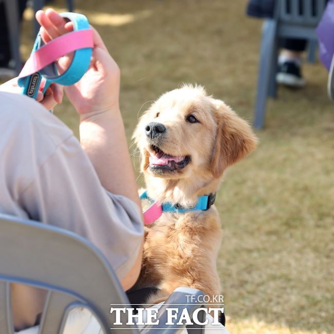 광명시 반려동물 문화축제 모습. /광명시