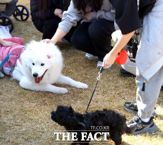 광명시 반려동물 문화축제 모습. /광명시