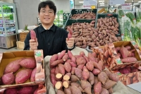  롯데마트, 밤+호박 장점 섞은 '호풍미 고구마' 선보여