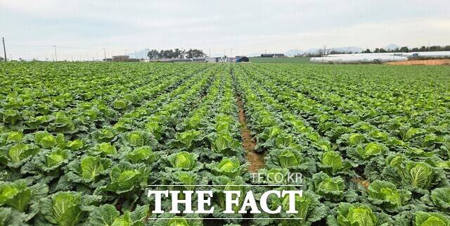 배추 농가 전경 /aT