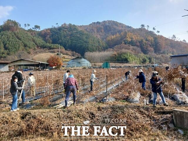 금산다락원 직원들이 남이면 대양리 고추농가에서 일손돕기에 나서고 있다. /금산군