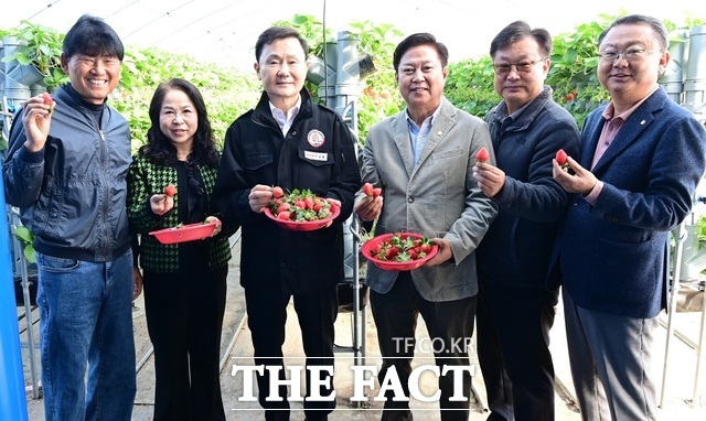 경북 최대의 딸기 주생산지인 고령군에서 14일 첫 딸기를 수확, 본격적인 출하 준비에 들어갔다. 고령군에서는 시설하우스 1,748동, 총 143ha 면적에서 딸기를 재배한다. /고령군