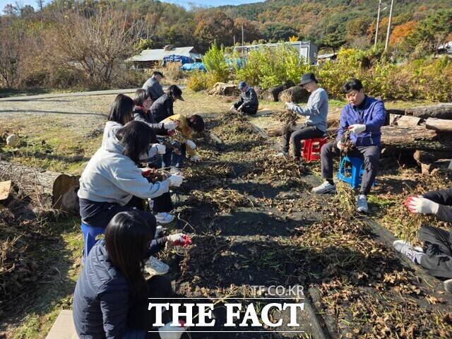 14일 충남도 대변인실 직원들이 예산군 봉산면 농가를 찾아 녹두 수확 작업을 돕고 있다. /충남도