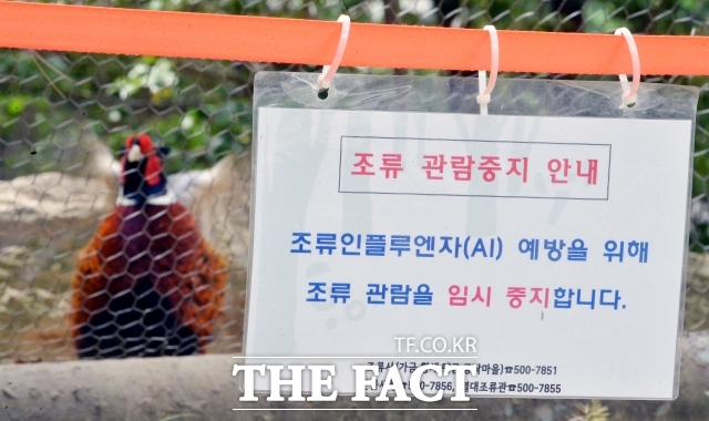 고병원성 조류인플루엔자 중앙사고수습본부는 15일 경기 평택시 소재 산란계 농장에서 고병원성 조류인플루엔자가 발생했다고 밝혔다. 사진은 기사 내용과 무관. /더팩트 DB