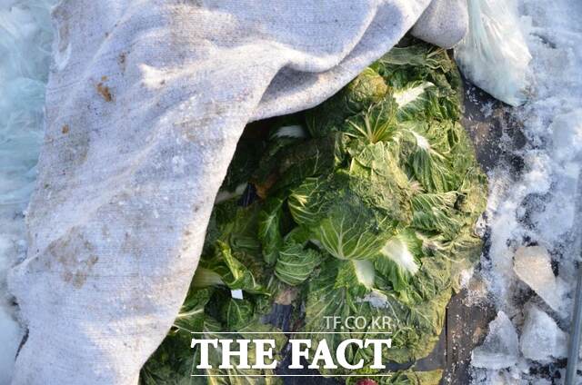 충남도 농업기술원은 한파에 무·배추가 얼지 않은 가장 효과적인 방법으로 비닐과 부직포를 함께 덮어 달라고 안내했다. /충남도