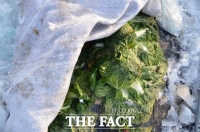  충남도 농기원, 한파 대비 김장용 무·배추 동해 예방법 안내