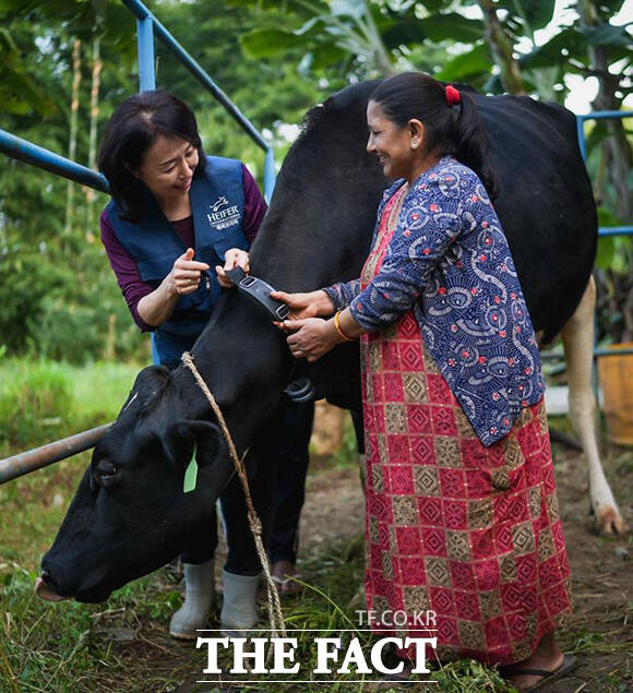 네팔 신둘리 시범낙농마을의 스마트 축산을 이끌고 있는 헤퍼코리아 이혜원 대표(왼쪽)가 한국 젖소 K-081 '고맙습니다'를 키우고 있는 수혜농민 무나 아드카리씨에게 '파머즈핸즈' 사용법을 교육시키고 있다.