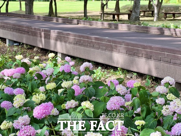 대청호반 초록숲길 모습. /대전시