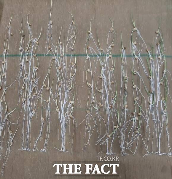 벼 종자 발아율 검사 모습. /당진시