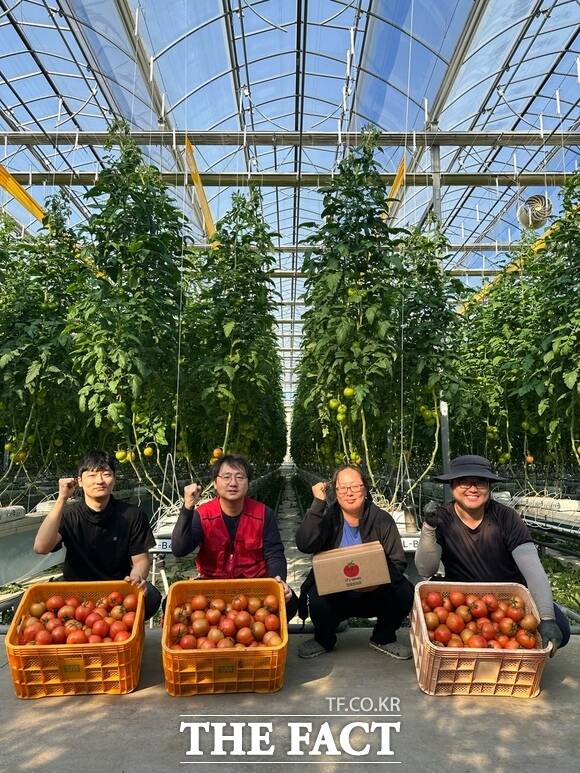 당진시 스마트팜사관학교는 A·B동에서 완숙 토마토와 딸기를 첫 수확 했다. /당진시