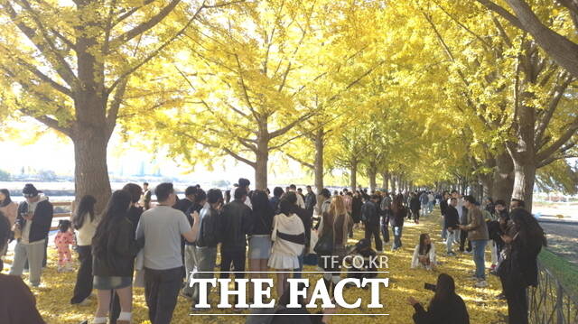 노란 은행잎이 수북이 깔린 길 위로 사람들의 발걸음이 이어진다. 은행나무가 만든 황금빛 터널 속에서 가을의 풍경이 펼쳐진다. /정효기 기자