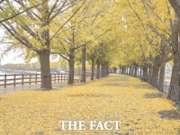  아산 곡교천 은행나무길, 황금빛 물결 따라 걷는 가을의 낭만