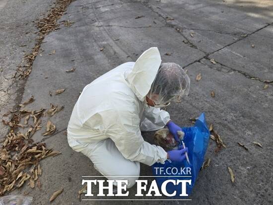 경기도가 투입한 한 퇴직 가축방역관이 한 양계 농가를 찾아 고병원성 조류인플루엔자(AI) 관련 시료를 채취하고 있다. /경기도