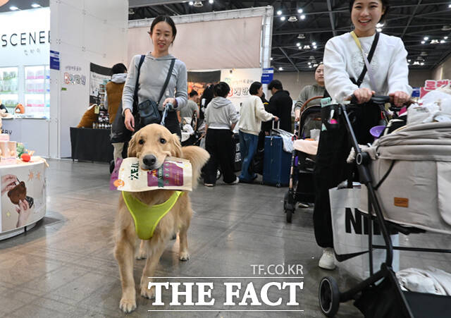 국내 최대 규모의 반려동물산업박람회 '2025 메가주(MEGAZOO) 일산'이 경기 고양시 킨텍스 제1전시장에서 열린 가운데, 박람회를 찾은 한 반려견이 간식봉투를 입에 문 채 부스를 둘러보고 있다. /고양=이새롬 기자