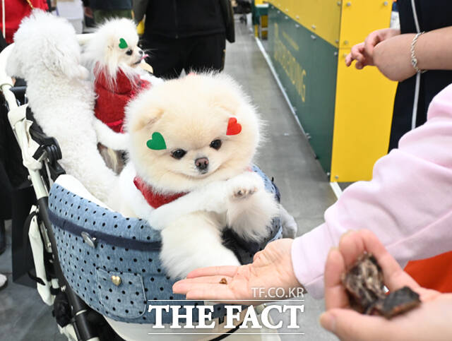 국내 최대 규모의 반려동물산업박람회 '2025 메가주(MEGAZOO) 일산'이 경기 고양시 킨텍스 제1전시장에서 열린 가운데, 박람회를 찾은 한 반려견이 간식봉투를 입에 문 채 부스를 둘러보고 있다. /고양=이새롬 기자