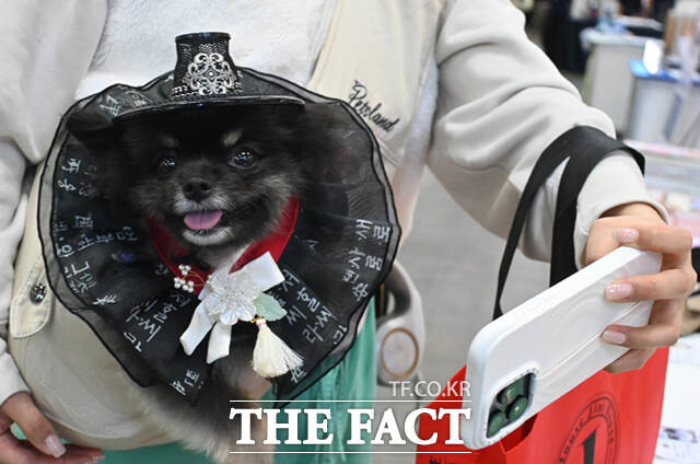 국내 최대 규모의 반려동물산업박람회 '2025 메가주(MEGAZOO) 일산'이 경기 고양시 킨텍스 제1전시장에서 열린 가운데, 박람회를 찾은 한 반려견이 간식봉투를 입에 문 채 부스를 둘러보고 있다. /고양=이새롬 기자
