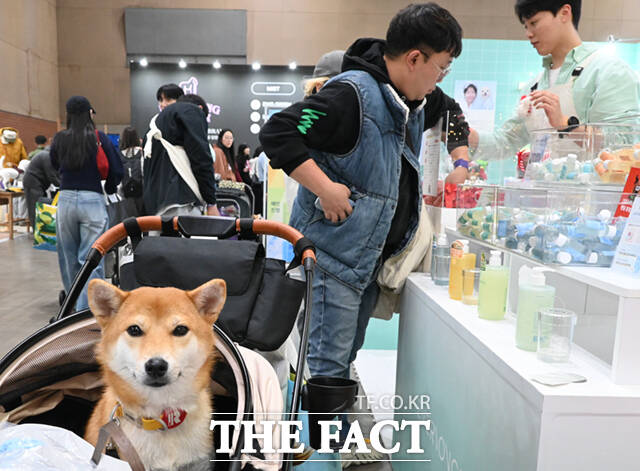 국내 최대 규모의 반려동물산업박람회 '2025 메가주(MEGAZOO) 일산'이 경기 고양시 킨텍스 제1전시장에서 열린 가운데, 박람회를 찾은 한 반려견이 간식봉투를 입에 문 채 부스를 둘러보고 있다. /고양=이새롬 기자