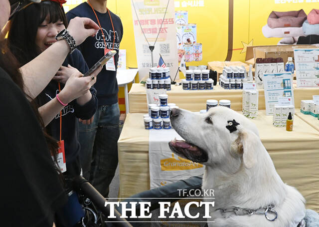 국내 최대 규모의 반려동물산업박람회 '2025 메가주(MEGAZOO) 일산'이 경기 고양시 킨텍스 제1전시장에서 열린 가운데, 박람회를 찾은 한 반려견이 간식봉투를 입에 문 채 부스를 둘러보고 있다. /고양=이새롬 기자