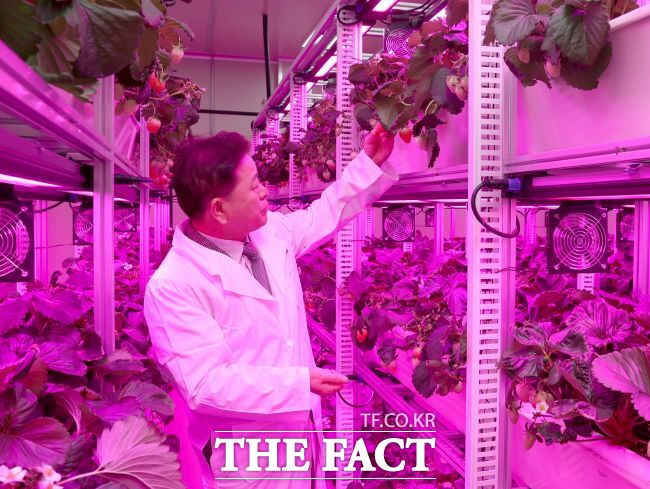 박승원 광명시장이 스마트팜에서 딸기 재배시설을 둘러보고 있다. /광명시