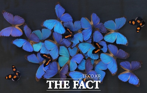 대전곤충생태관 곤충표본 제작 체험교실 나비 액자표본. /대전시