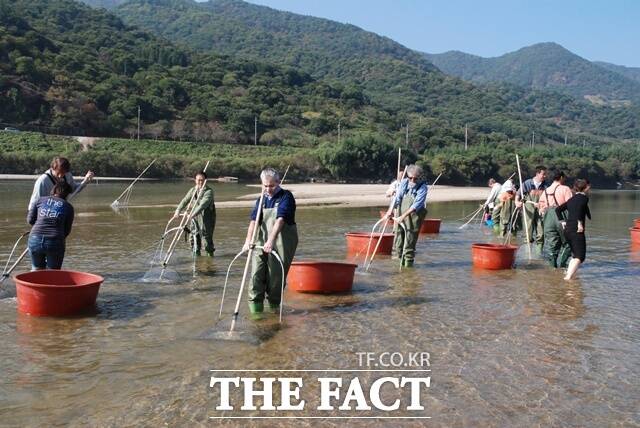 하동군이 세계중요농업유산으로 인증 받은 섬진강 재첩산업 발전 로드맵을 제시 했다. 재첩잡기 체험 모습 /하동군