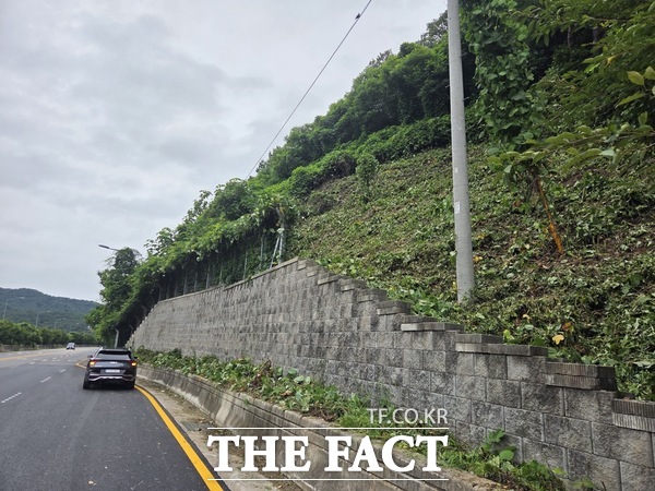 대전 서구가 도시 주변 산림을 잠식하는 칡 등 유해 덩굴 제거에 팔을 걷어붙였다. 사진은 대전 서구 흑석동 일원 덩굴 제거 현장. /대전 서구