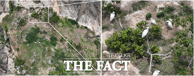 순천시 별량면 일원 무인도에서 국제적 멸종위기종인 저어새가 번식지를 조성한 모습이 관찰됐다. /순천시