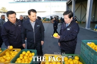  고흥 유자 수매가격 상승…평균 6000~6500원 형성