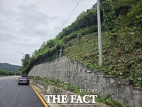  대전 서구, 환경 훼손 최소화한 칡덩굴 제거 총력