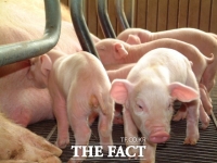  당진서 아프리카돼지열병 발생…충남 첫 사례