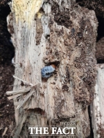  의왕시 조류생태과학관, 멸종위기 두점박이사슴벌레 2세대 번식 성공