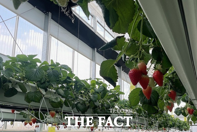 남평읍 설향 딸기 농장 모습./나주시